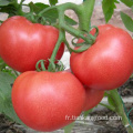 Tomate séchée au soleil déshydraté